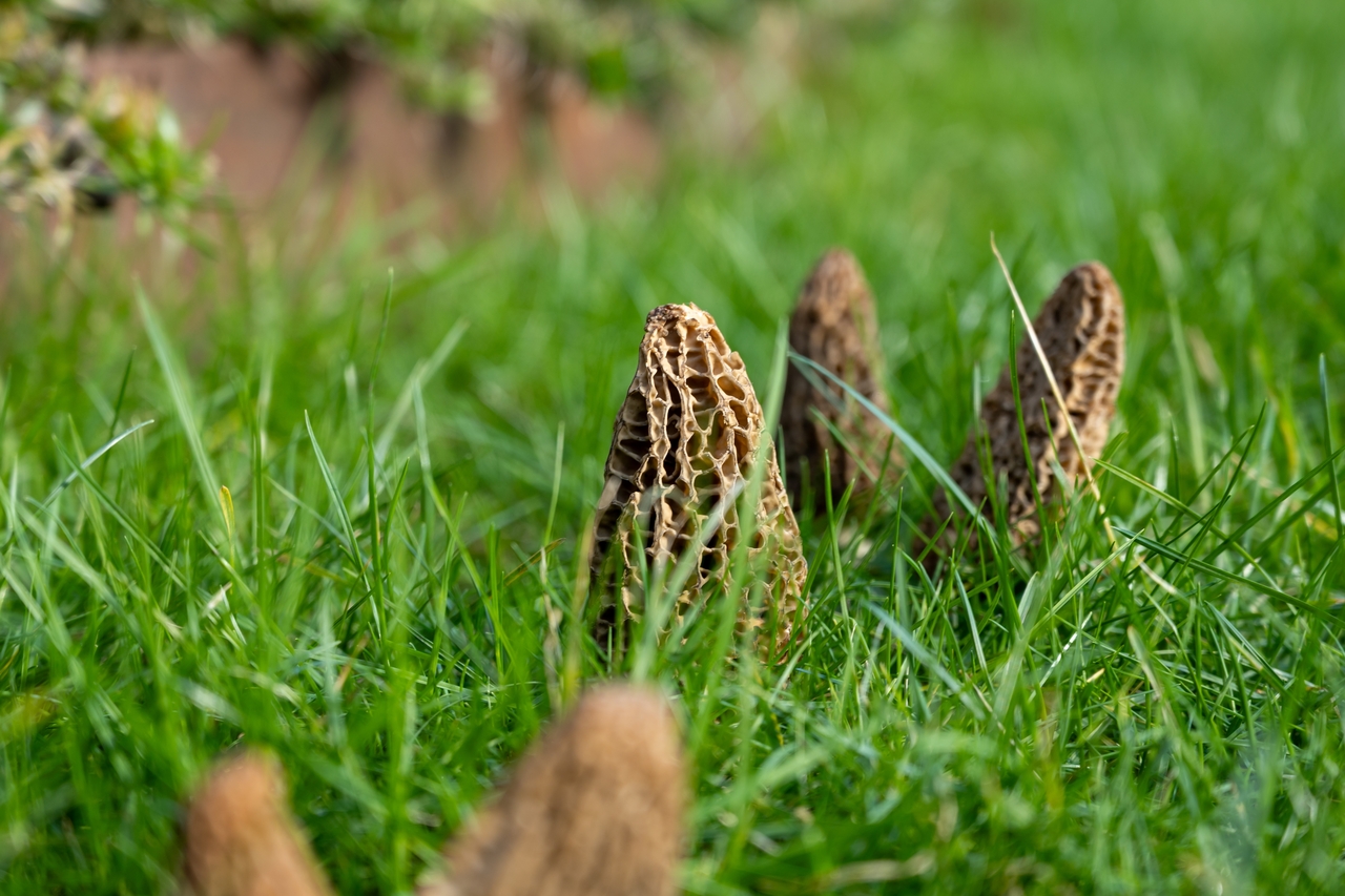 Fausse morille et maladie de Charcot : cette étude qui inquiète