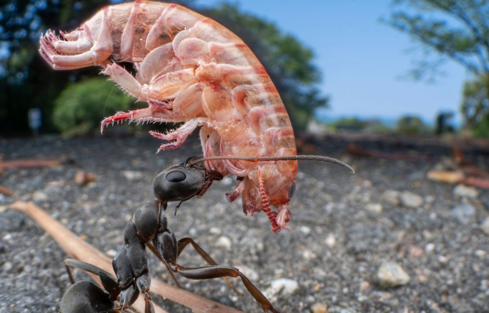 À hauteur d’insectes : un photographe capture la vie à l'échelle microscopique | National Geographic