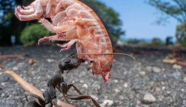 À hauteur d’insectes : un photographe capture la vie à l'échelle microscopique | National Geographic