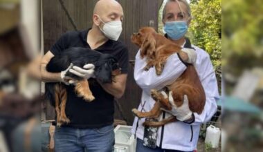 Atteint d'un trouble du comportement, il détenait des animaux dans "des conditions catastrophiques" à Arcachon