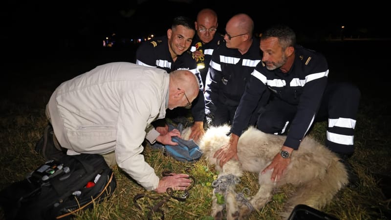Titoune, une chienne Patou de 40 kilos, a été retrouvée après trois semaines d’errance dans le parc Pastré, situé dans le 9ᵉ arrondissement de Marseille - 151025PLN05