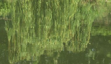 Le corps d'une octogénaire retrouvé dans un étang près de Strasbourg