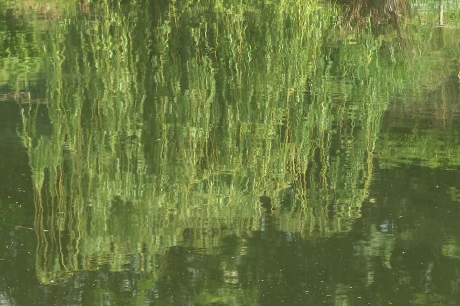 Le corps d'une octogénaire retrouvé dans un étang près de Strasbourg