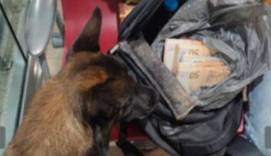 Seine-Maritime. Le chien des gendarmes permet de résoudre une belle affaire
