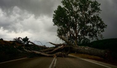 Seine-Maritime. De nombreuses chutes d'arbres perturbent ou ont perturbé la circulation