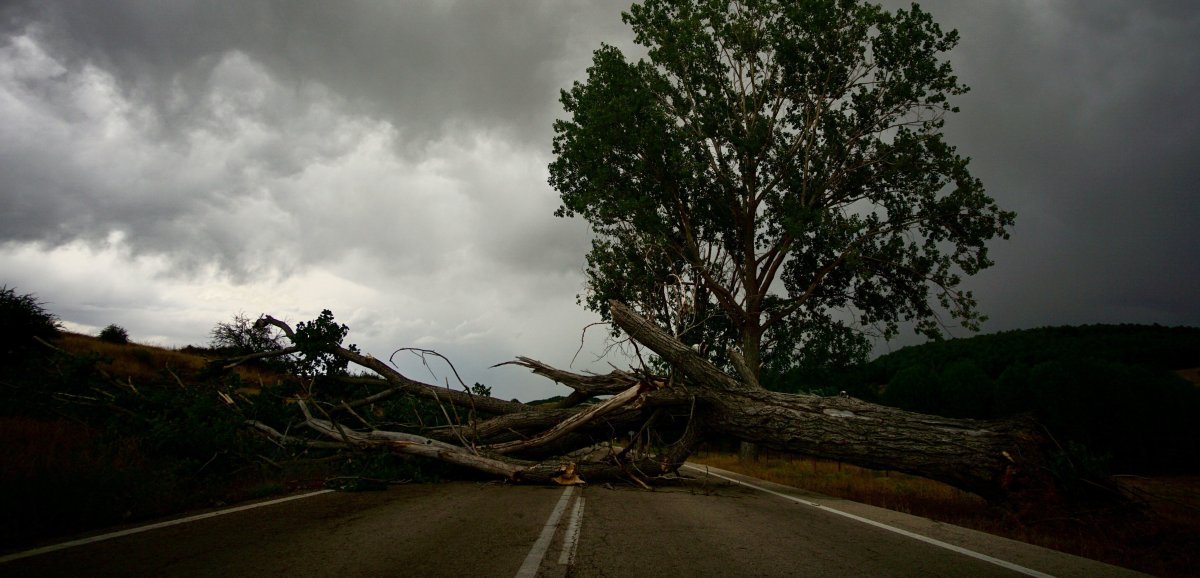 Seine-Maritime. De nombreuses chutes d'arbres perturbent ou ont perturbé la circulation