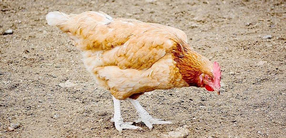 Seine-Maritime. Un foyer de grippe aviaire en pays de Caux