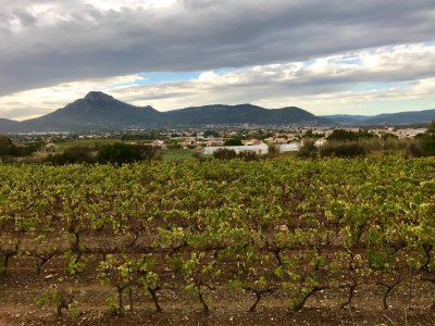 À Marseille, 850 000€ en soutien à l’agriculture et à la viticulture