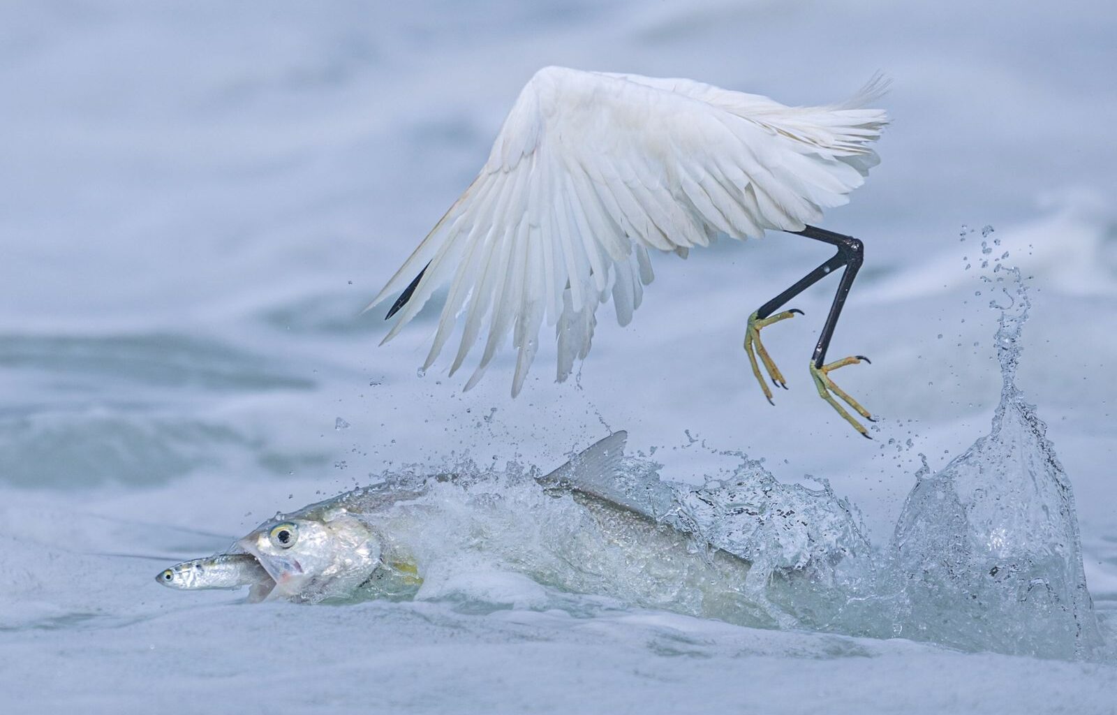 Et les plus belles photographies animalières de l'année 2025 sont... | National Geographic