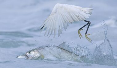 Et les plus belles photographies animalières de l'année 2025 sont... | National Geographic