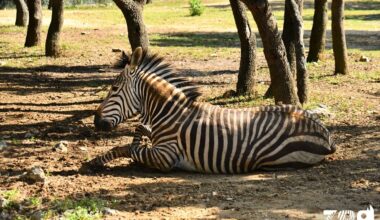 quelles sont les animations proposées au zoo de Lunaret pendant les vacances ?