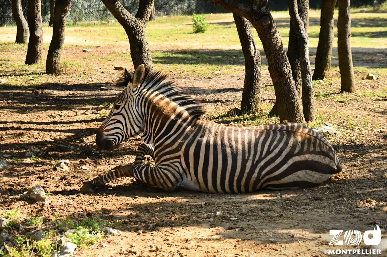 quelles sont les animations proposées au zoo de Lunaret pendant les vacances ?