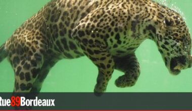 Au zoo de Bordeaux-Pessac, "une logique commerciale contraire au bien-être" des animaux et des salariés