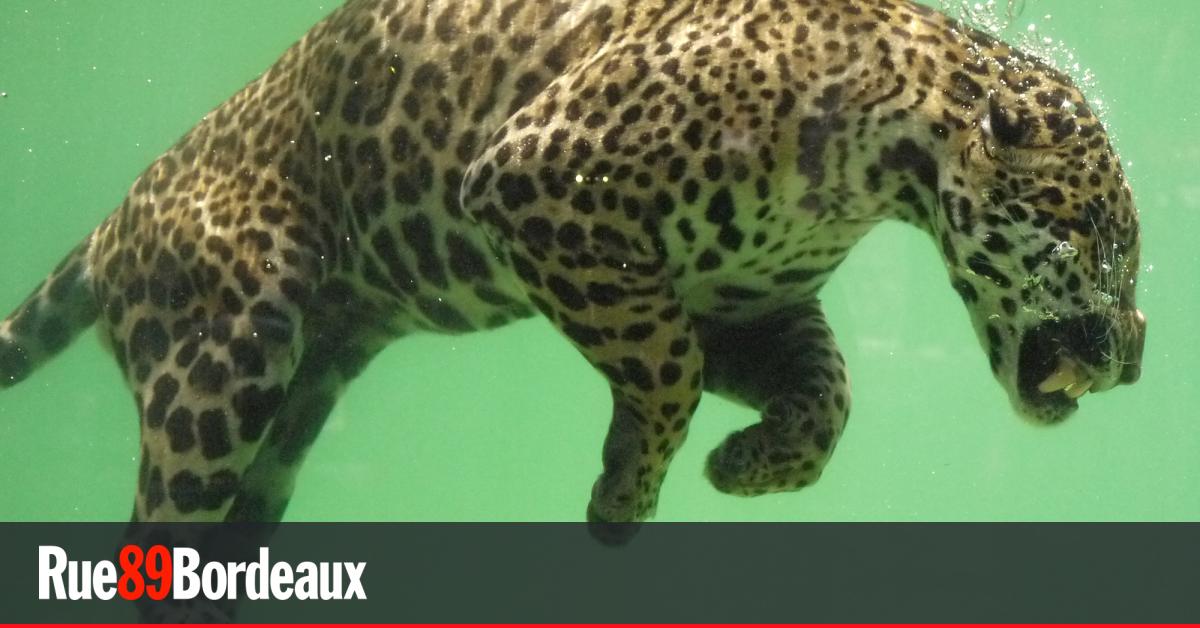 Au zoo de Bordeaux-Pessac, "une logique commerciale contraire au bien-être" des animaux et des salariés