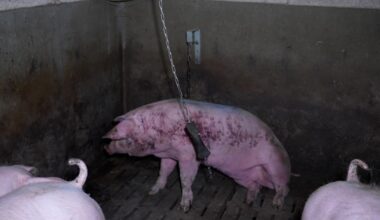 Cochons agonisants, cafards... L'un des plus gros élevages porcins de Bretagne et Carrefour visés par L214