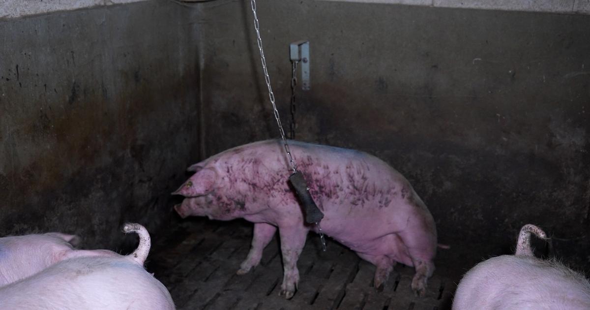Cochons agonisants, cafards... L'un des plus gros élevages porcins de Bretagne et Carrefour visés par L214