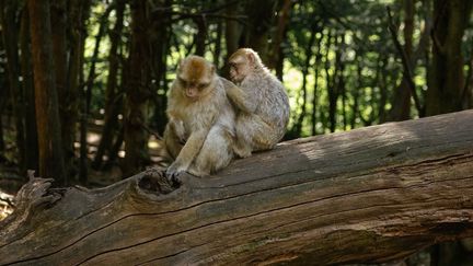 Des macaques dans la forêt des singes, en Alsace, le 22 juillet 2025. (MEHMET ASLAN / ANADOLU / AFP)