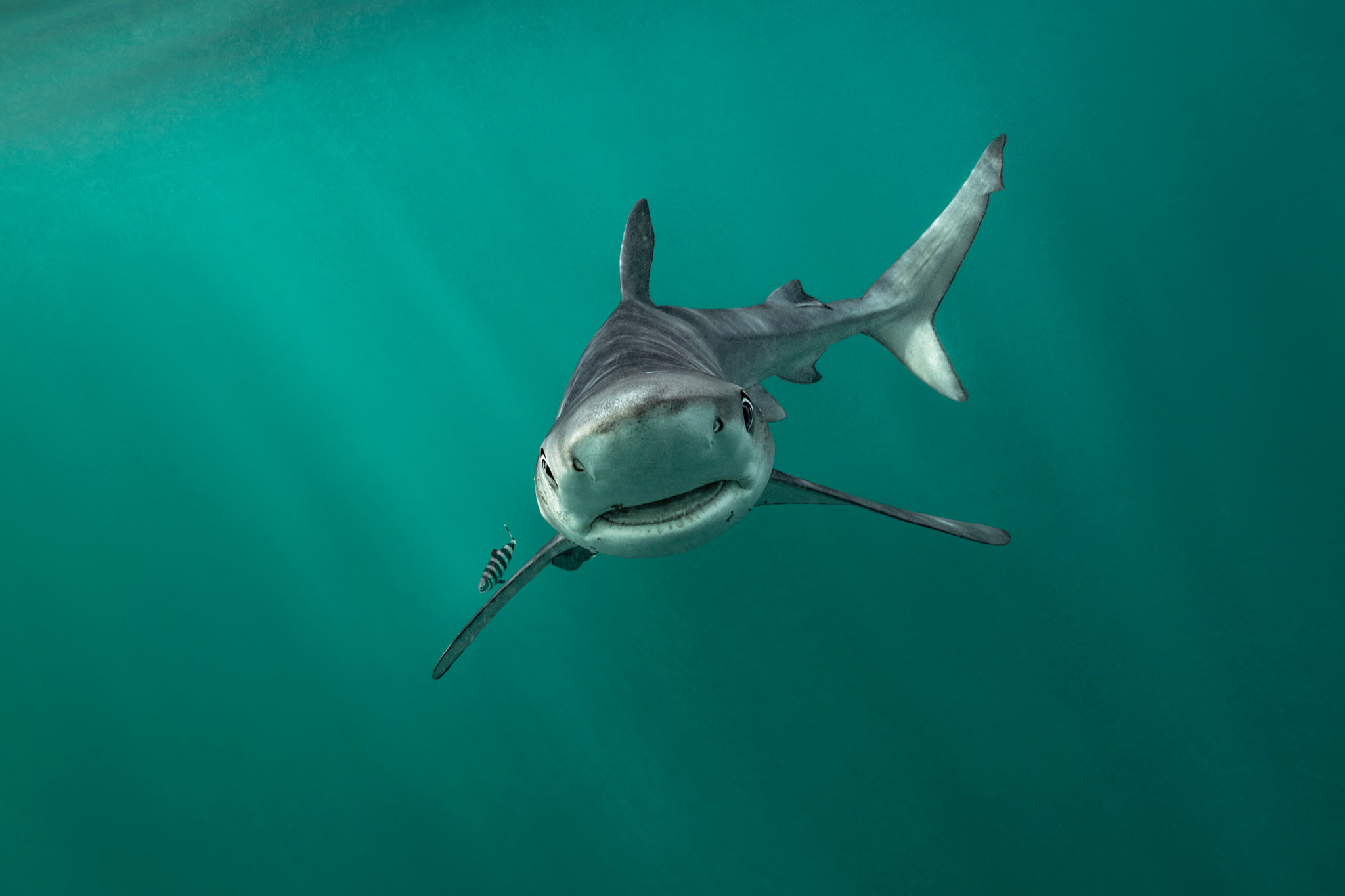 Requin nageant dans l’océan bleu avec un poisson rayé à ses côtés. Requin nageant dans l’océan bleu avec un poisson rayé à ses côtés.