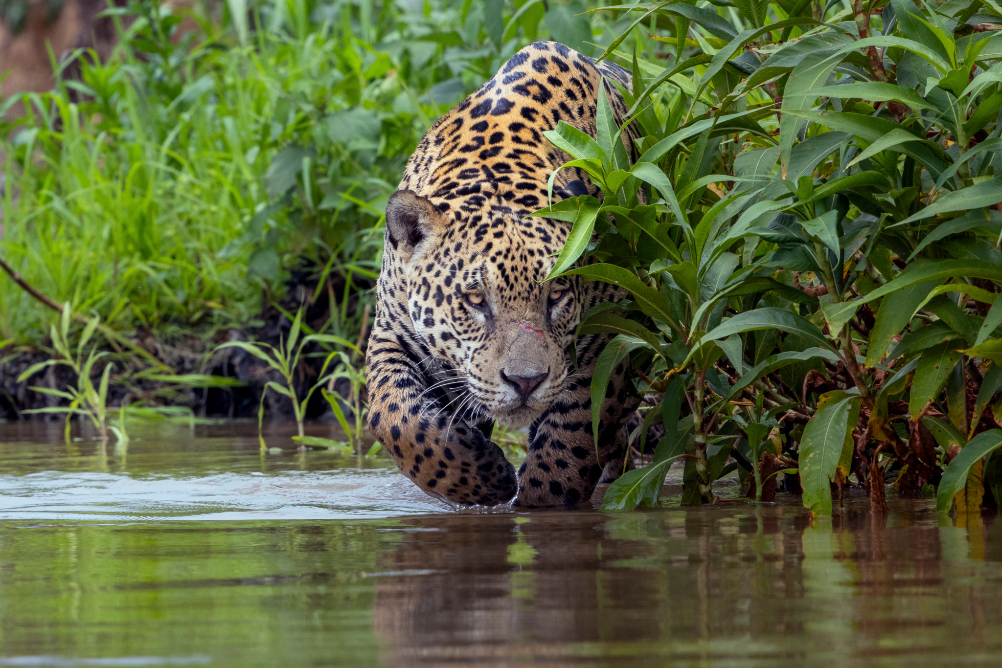 Jaguar traversant une rivière dans la forêt tropicale, enveloppé de végétation luxuriante. Jaguar traversant une rivière dans la forêt tropicale, enveloppé de végétation luxuriante.