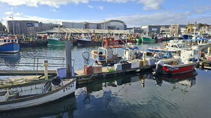 Dans la région du port de Plymouth, plus de 1 200 tonnes de poulpes ont été pêchées sur les six premiers mois de 2025. (GAELE JOLY / RADIO FRANCE)