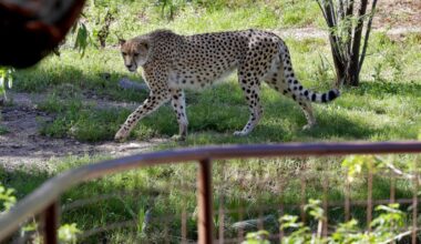 Vidéo. Rares frères guépards d'Afrique arrivent au zoo britannique de Chester