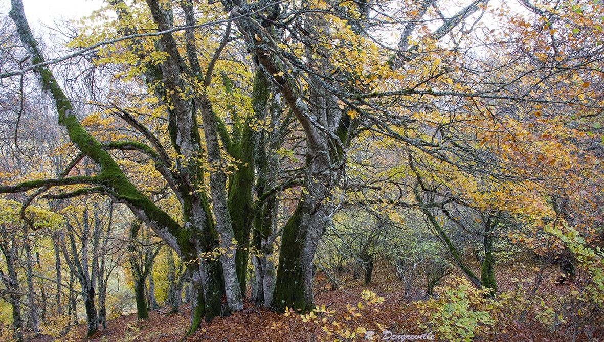 La forêt d’Aubrac avec le photographe Renaud Dengreville