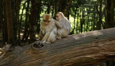 Le premier baiser pourrait remonter à 21 millions d'années, selon une étude britannique