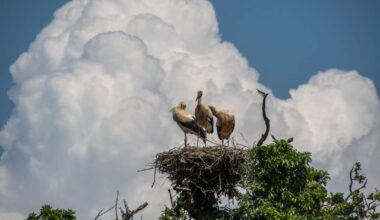 En Angleterre, avec le baronnet qui a rendu ses terres aux cigognes