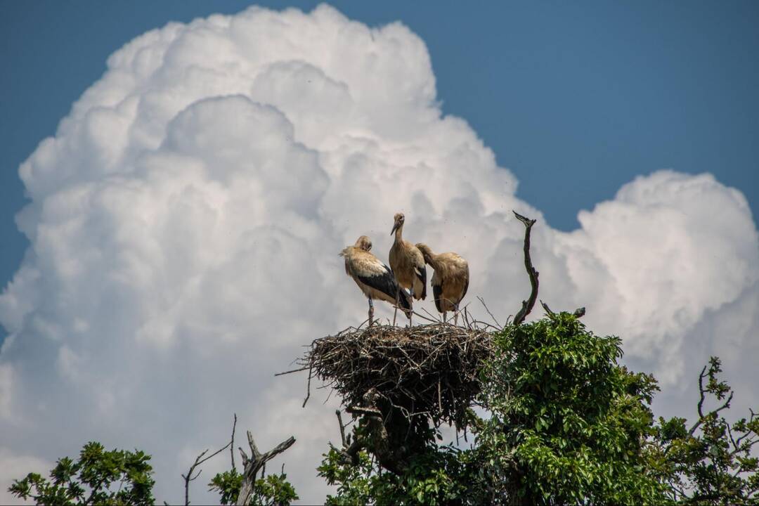 En Angleterre, avec le baronnet qui a rendu ses terres aux cigognes