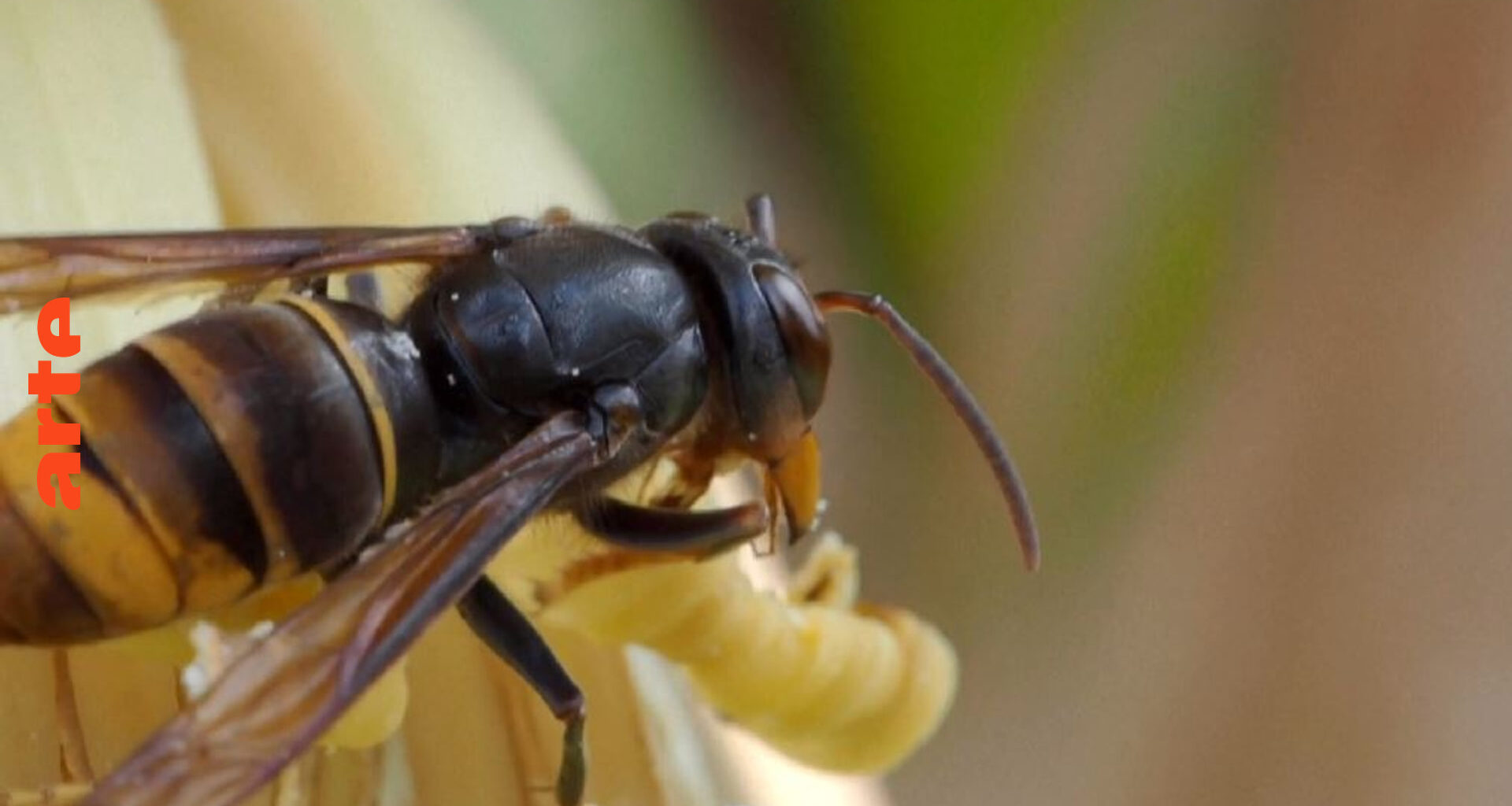 Les frelons asiatiques en Europe, une invasion silencieuse - Regarder le documentaire complet