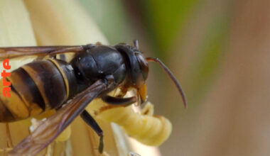 Les frelons asiatiques en Europe, une invasion silencieuse - Regarder le documentaire complet