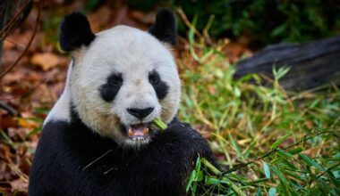 Les pandas du Zoo de Beauval ont dégusté leur dernier goûter en public avant leur départ anticipé