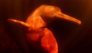 Prince Hussain: finaliste du Wildlife Photographer of the Year