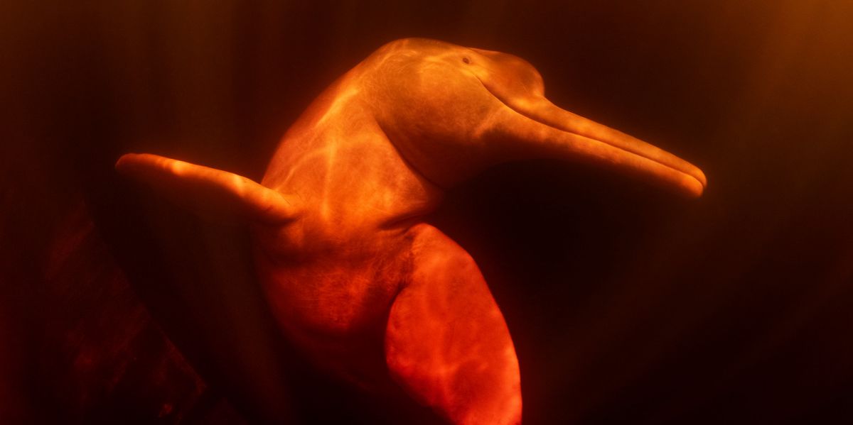 Prince Hussain: finaliste du Wildlife Photographer of the Year