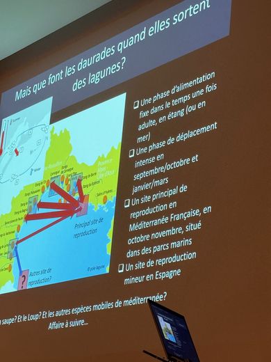 À l’image du saumon sauvage, la daurade royale effectue sa migration entre "sa" lagune nourricière et les Calanques marseillaises pour sa reproduction.