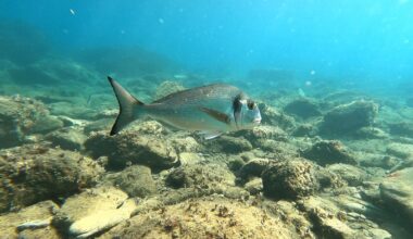 Méditerranée : placées sur écoute les daurades royales révèlent leur vie entre les lagunes catalanes et les calanques marseillaises
