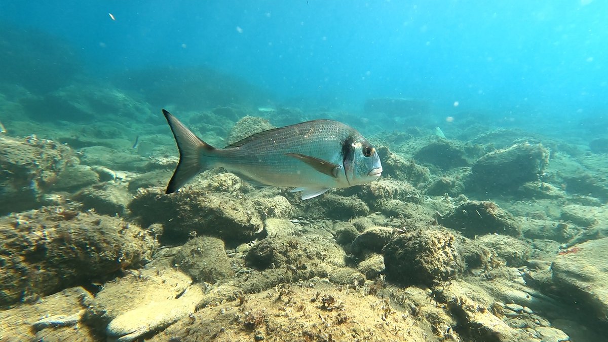 Méditerranée : placées sur écoute les daurades royales révèlent leur vie entre les lagunes catalanes et les calanques marseillaises