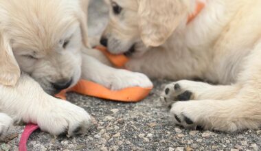 Après Cagnes, deux villes du sud de la France interdisent le salon du chiot