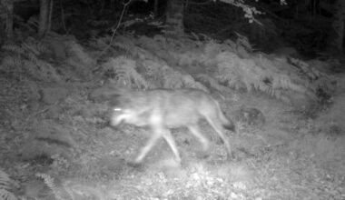 Le nombre de loups en France estimé à 1 082 en 2025, un chiffre relativement stable