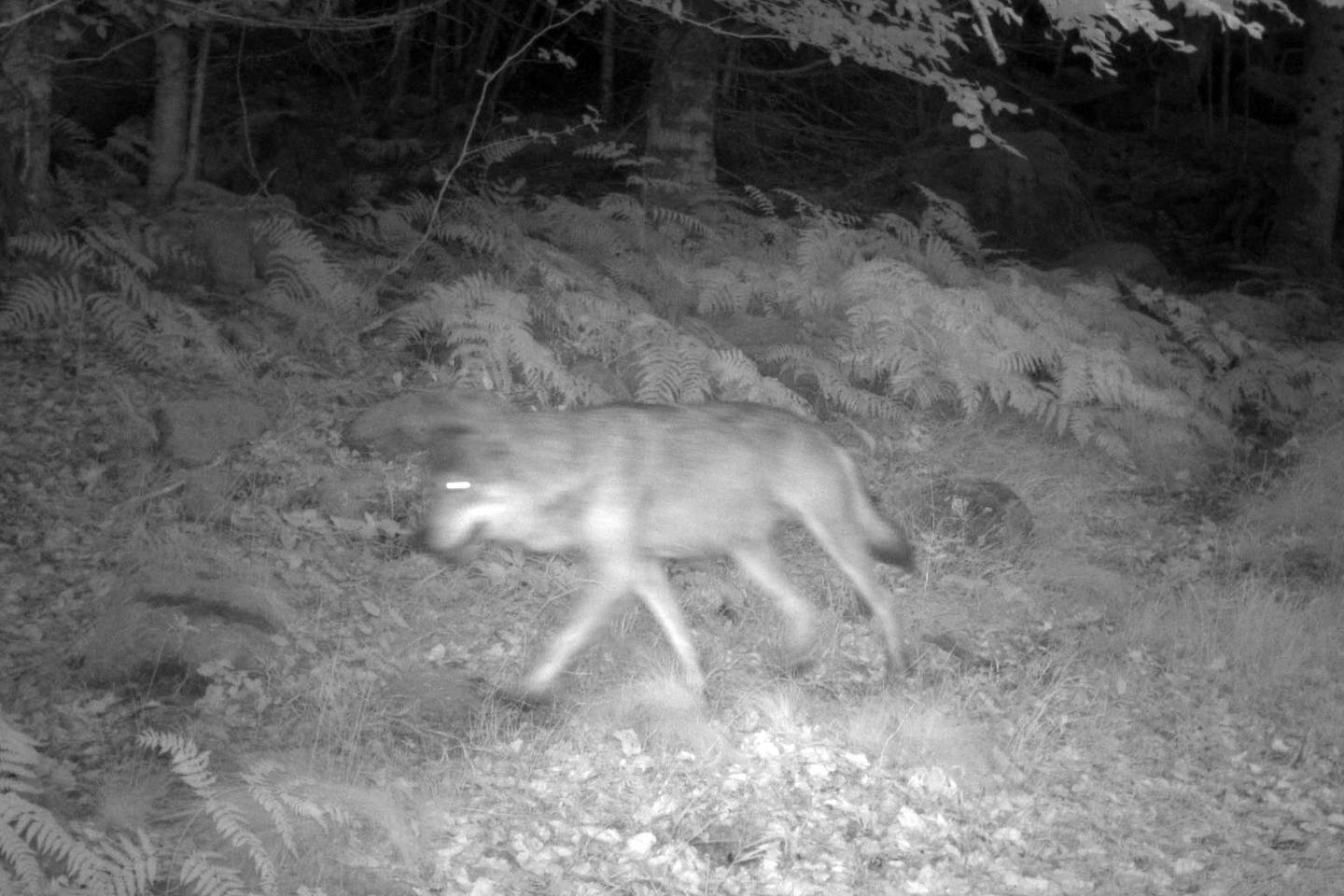 Le nombre de loups en France estimé à 1 082 en 2025, un chiffre relativement stable