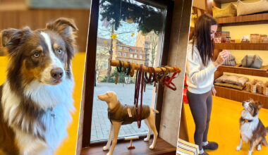 un nouveau café-boutique canin ouvre aujourd’hui à Strasbourg !