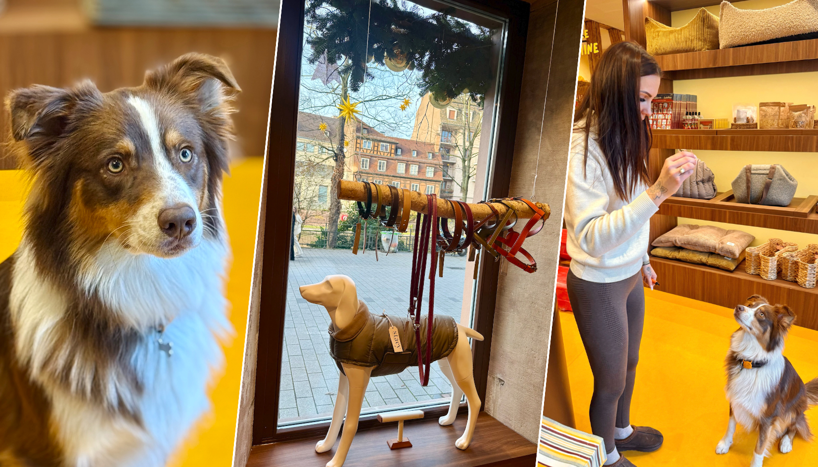 un nouveau café-boutique canin ouvre aujourd’hui à Strasbourg !