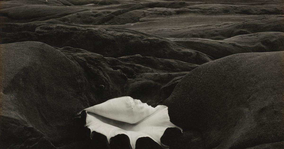 Visionnaire et perfectionniste, Edward Weston, le photographe qui savait magnifier le banal