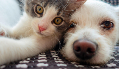 Le lien mystérieux entre la possession de chats et la schizophrénie est réel, selon une étude