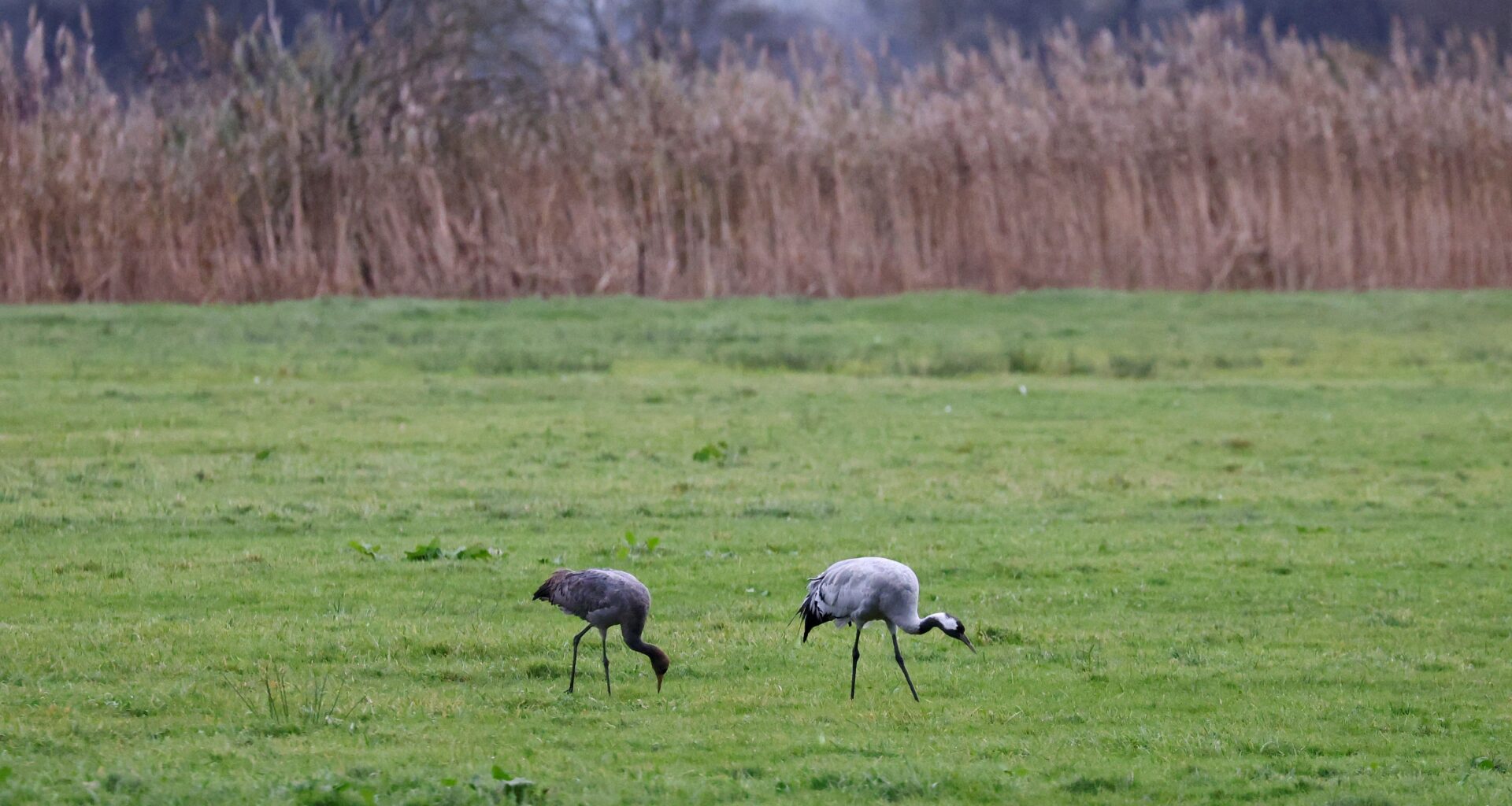 La grippe aviaire atteint un niveau record en Allemagne depuis trois ans, « sans perspective d'amélioration »