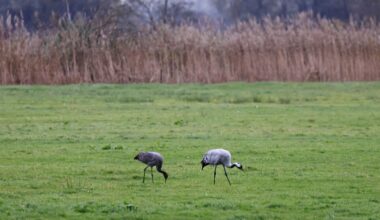 La grippe aviaire atteint un niveau record en Allemagne depuis trois ans, « sans perspective d'amélioration »