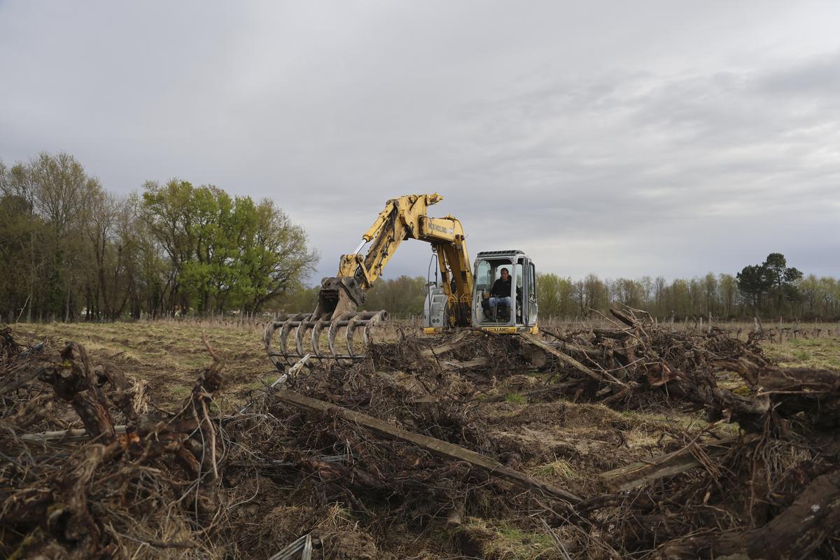 Avec les arrachages successifs, le vignoble bordelais est en train de perdre autour de 20 000 hectares.