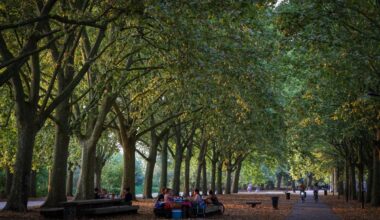 avec L’Arbre en fête, Bordeaux Métropole célèbre la poésie des troncs