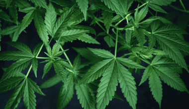 un homme de 43 ans interpellé après la découverte de 4 kg de cannabis