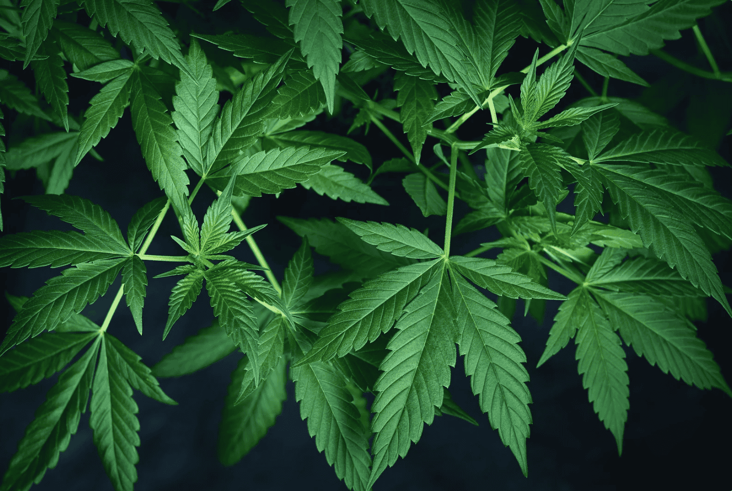 un homme de 43 ans interpellé après la découverte de 4 kg de cannabis